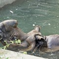 Photos: 多摩動物公園_3206