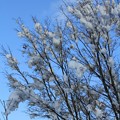 Photos: 雪のカエデの木