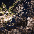 Photos: 2428 春暖の夜は更けていく@京都