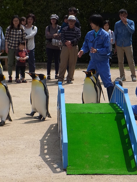 20170415 長崎ペンギン水族館 32
