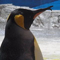 20180620 長崎ペンギン水族館 ジュン05