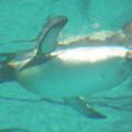 20180620 長崎ペンギン水族館 ジュン17