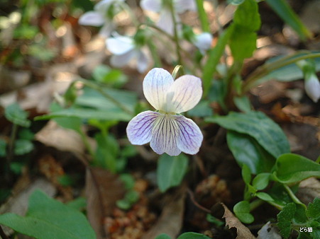アリアケスミレ（Viola betonicifolia Sm. var. albescens (Nakai) F.Maek. et T.Hashim.）