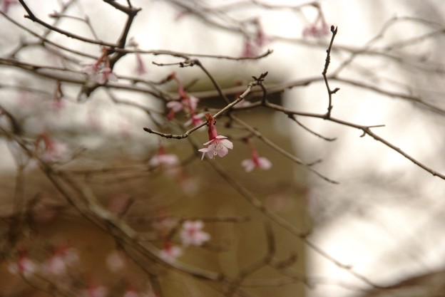 キンキマメザクラ（Prunus incisa var. kinkiensis.）