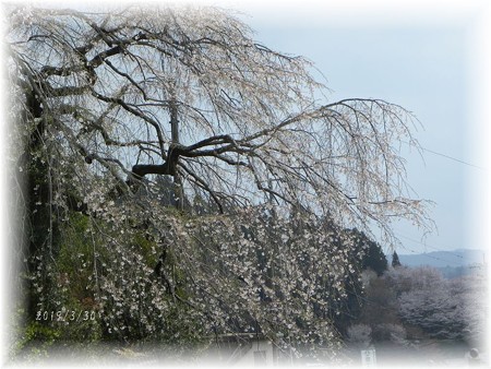 大原枝垂れ桜