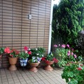 Photos: 6月の風雨に耐えていたお花たちも・・・!