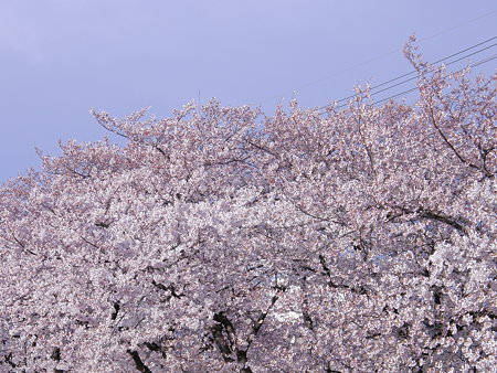 001　桜満開！