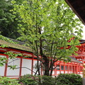 下鴨神社・朴の木