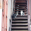 Photos: 階段猫