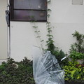 Photos: 壊れた傘