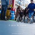 Photos: ペンギンのお散歩タイム