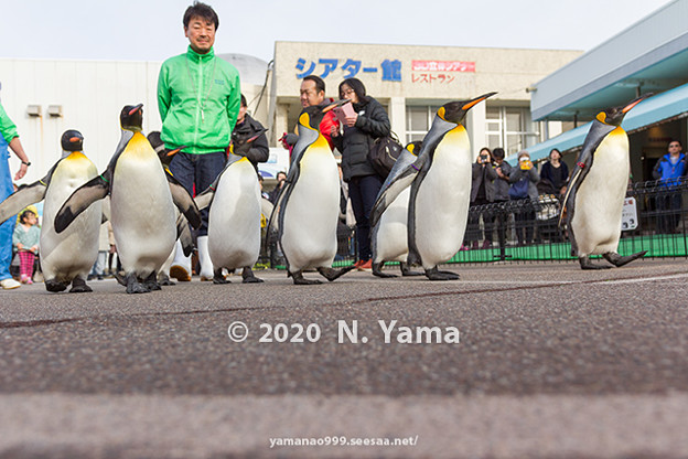 Photos: オウサマペンギン