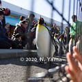 Photos: オウサマペンギン