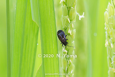 yamanao999_insect2020_058