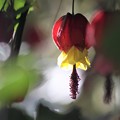 Photos: 我が家の花（今朝のチロリアンランプ２）