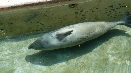 下田海中水族館のアザラシ