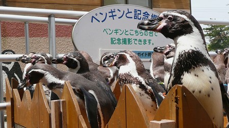 下田海中水族館のフンボルトペンギン