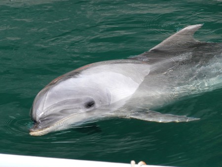 下田海中水族館のバンドウイルカ