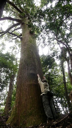 矢立の杉