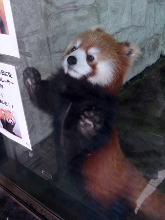 夢見ヶ崎動物公園のレッサーパンダ