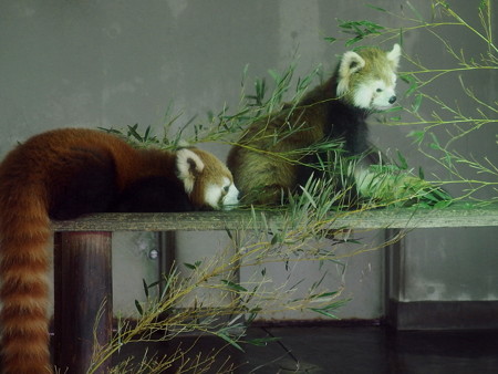 夢見ヶ崎動物公園のレッサーパンダ