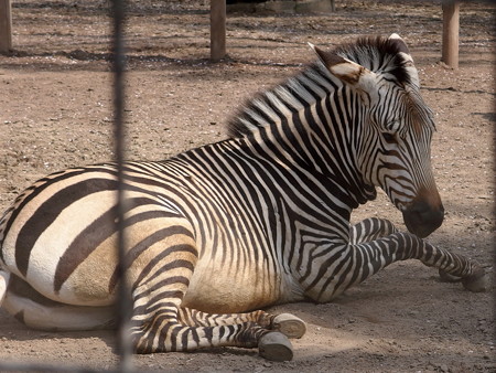 夢見ヶ崎動物公園のハートマンヤマシマウマ