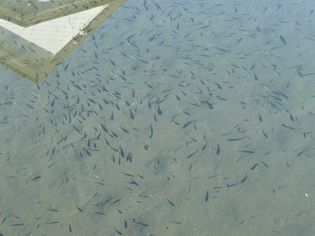 水路の魚