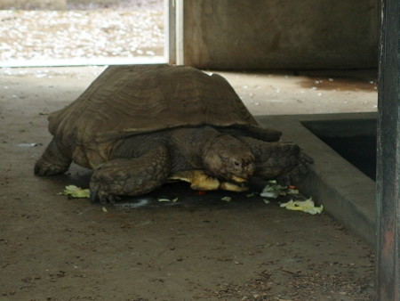 夢見ヶ崎動物公園のケヅメリクガメ