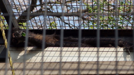 夢見ヶ崎動物公園のクモザル