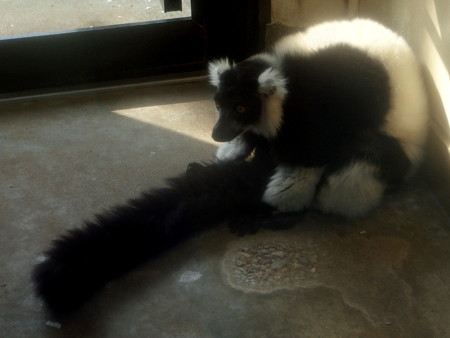 夢見ヶ崎動物公園のエリマキキツネザル