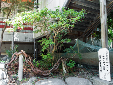 戸田造船郷土資料博物館の記念樹