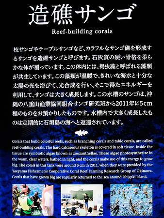 造礁サンゴの説明板