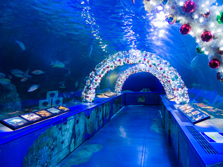 しながわ水族館のトンネル水槽