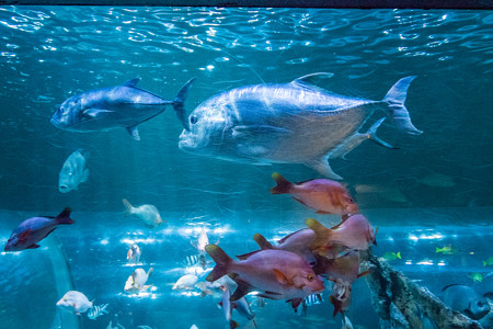 トンネル水槽の魚たち