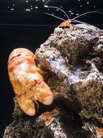 セミエビとアカシマシラヒゲエビ