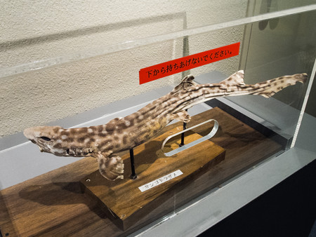 サンゴトラザメの標本