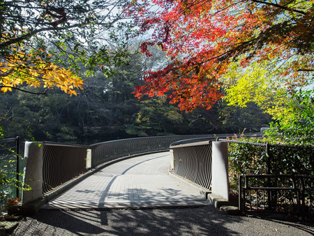 ハクチョウデッキと紅葉