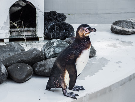 フンボルトペンギン