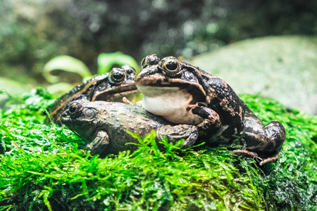 ツチガエルとトウキョウダルマガエル