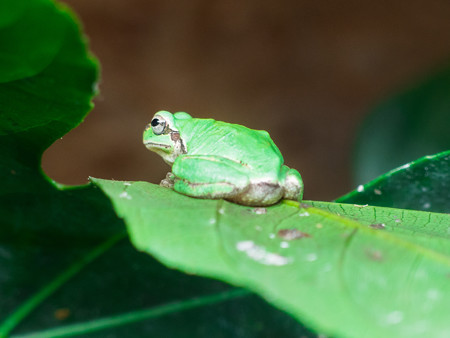 カエルハウスのニホンアマガエル