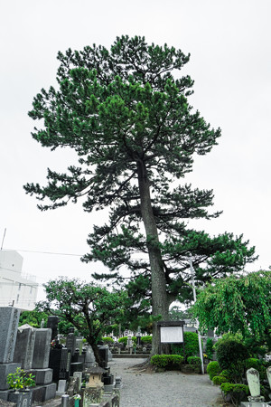 松蔭寺の松