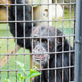 Photos: チンパンジーのコブヘイ
