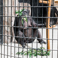 Photos: チンパンジーのミラクル
