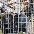 Photos: チンパンジー一家