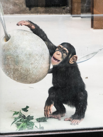 凶悪 チンパンジー 【チンパンジー】残虐非道！！共食い、子殺し何でもアリの怖い奴