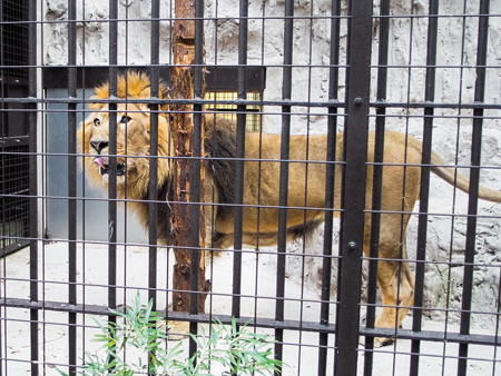 インドライオンのラージャー