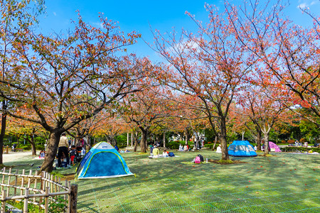 行船公園 桜広場