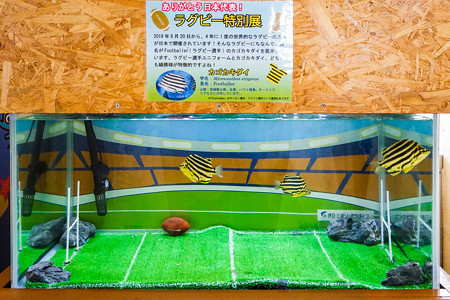 ラグビー特別展 カゴカキダイ