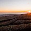 Photos: 茶畑の向こうに沈む夕日