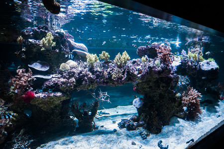 サンゴの群生水槽